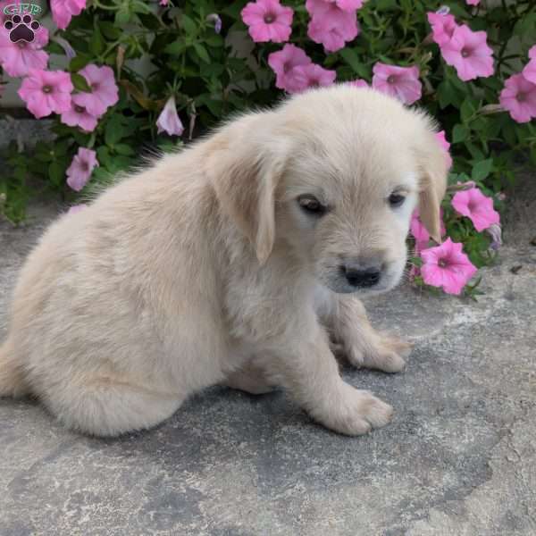 Sonya, English Cream Golden Retriever Puppy