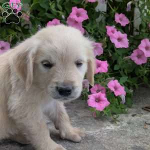 Sonya, English Cream Golden Retriever Puppy