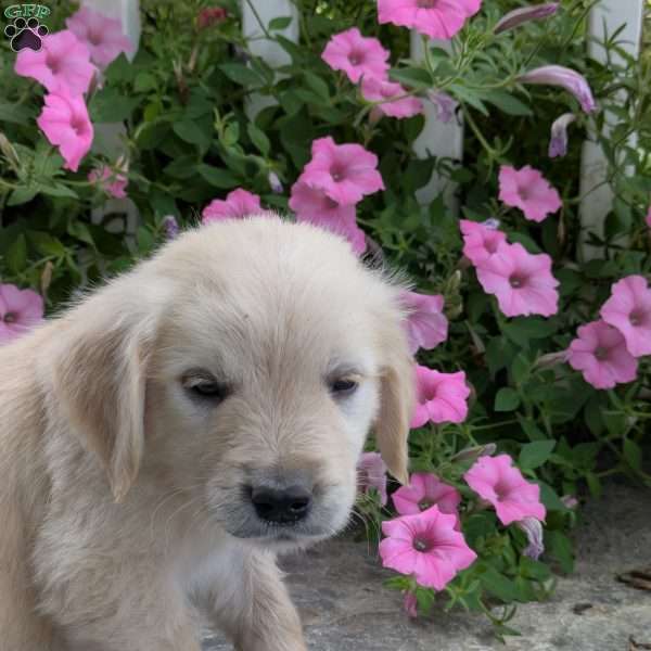 Sonya, English Cream Golden Retriever Puppy