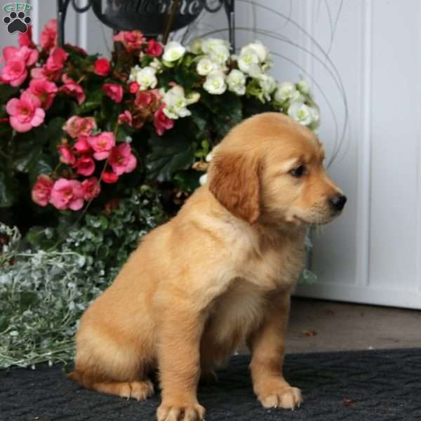 Paige, Golden Retriever Puppy