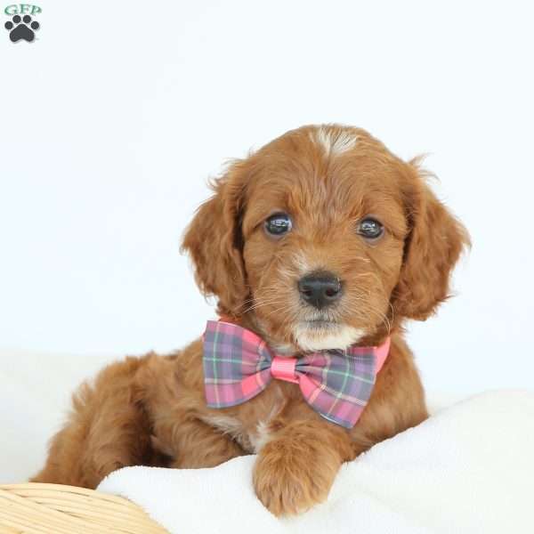 Paige, Irish Doodle Puppy