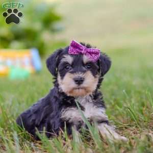 Paisley, Miniature Schnauzer Puppy