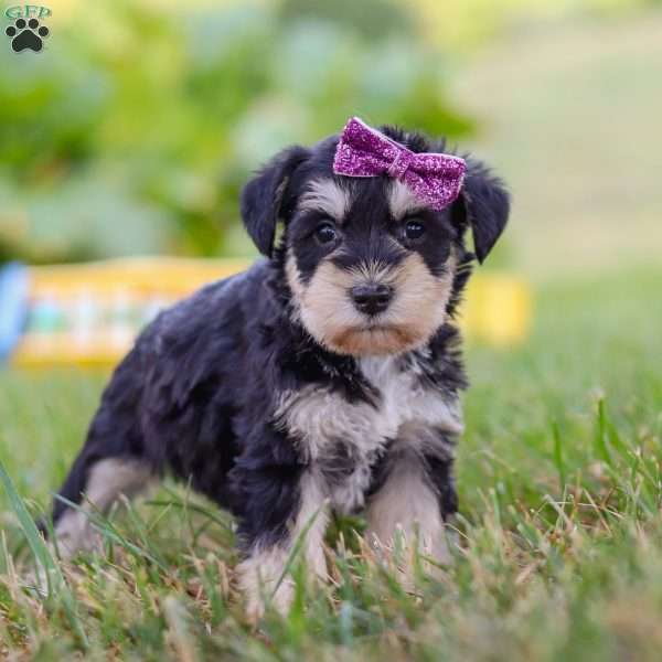 Paisley, Miniature Schnauzer Puppy