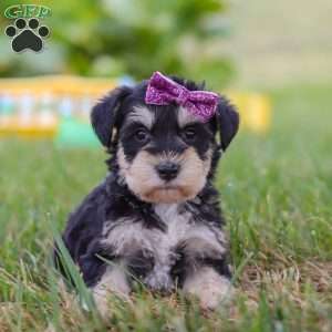 Paisley, Miniature Schnauzer Puppy