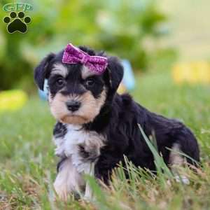 Paisley, Miniature Schnauzer Puppy