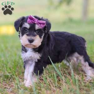 Paisley, Miniature Schnauzer Puppy