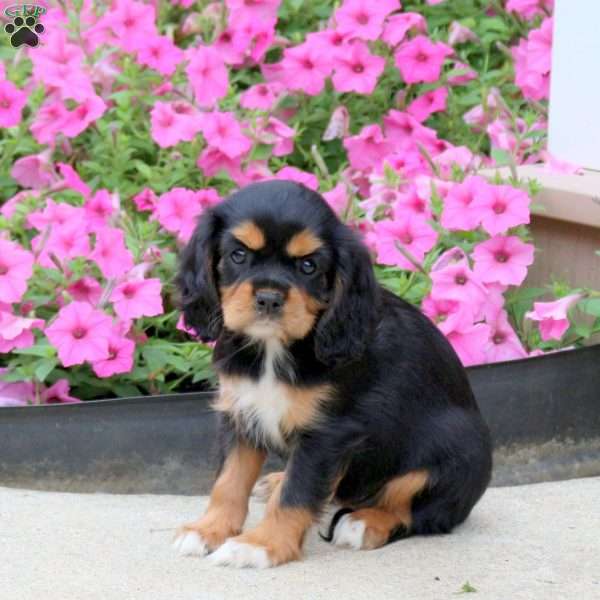 Pam, Cavalier King Charles Spaniel Puppy