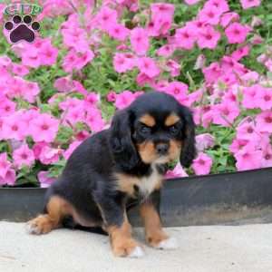 Pam, Cavalier King Charles Spaniel Puppy