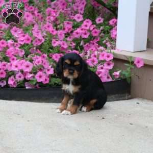 Pam, Cavalier King Charles Spaniel Puppy