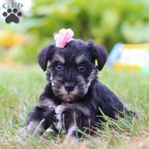 Pamela, Miniature Schnauzer Puppy