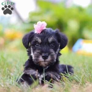 Pamela, Miniature Schnauzer Puppy