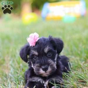 Pamela, Miniature Schnauzer Puppy