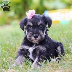Pamela, Miniature Schnauzer Puppy