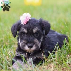 Pamela, Miniature Schnauzer Puppy