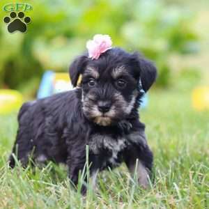 Pamela, Miniature Schnauzer Puppy