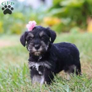 Pamela, Miniature Schnauzer Puppy