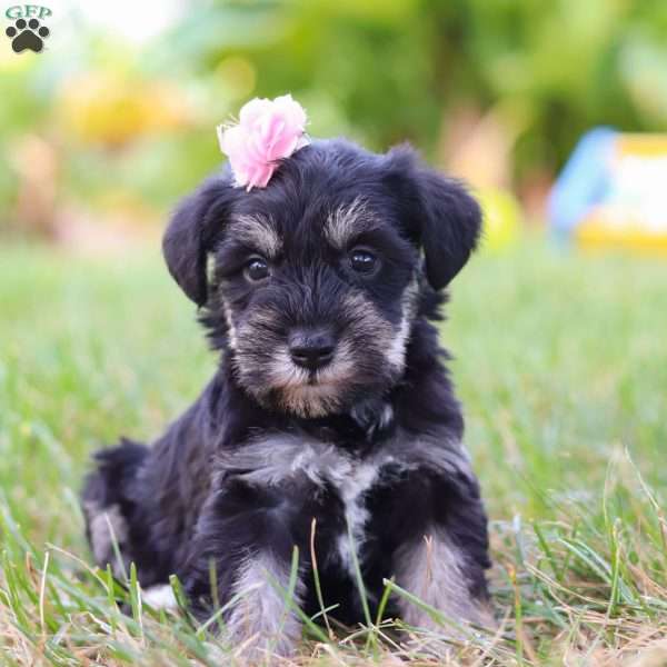 Pamela, Miniature Schnauzer Puppy