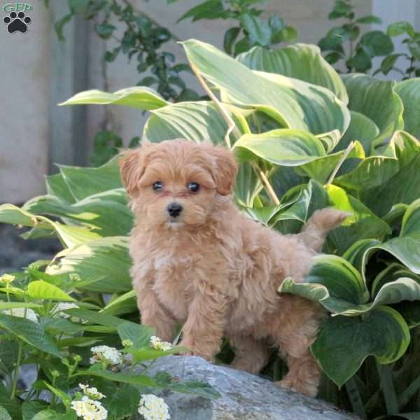 Pancake, Maltipoo Puppy