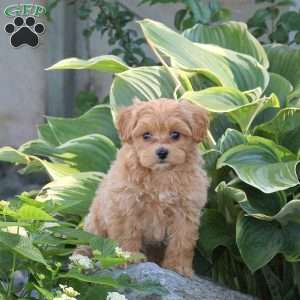 Pancake, Maltipoo Puppy