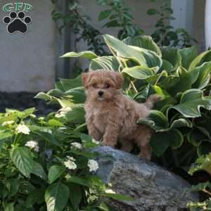 Pancake, Maltipoo Puppy