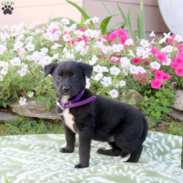 Pansy, Labrador Mix Puppy
