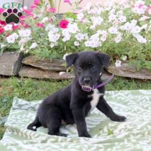 Pansy, Labrador Mix Puppy