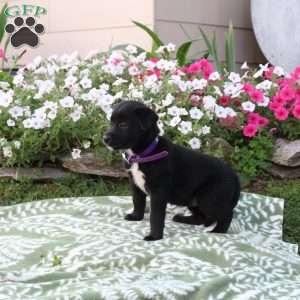 Pansy, Labrador Mix Puppy