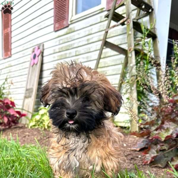 Pansy, Miniature Poodle Mix Puppy