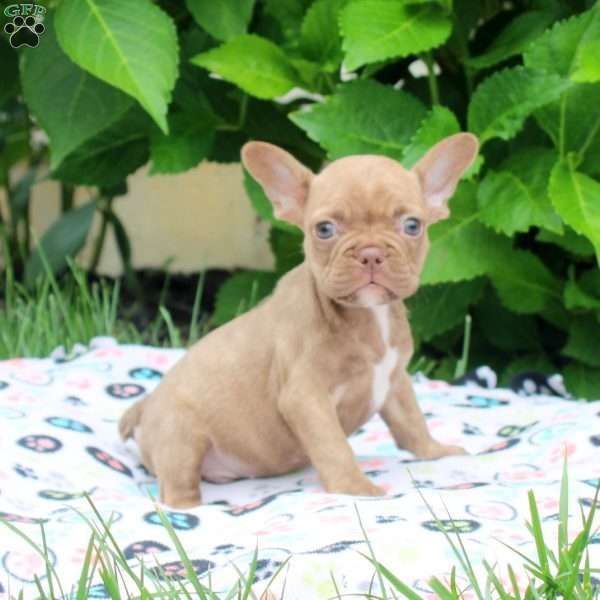 Parker, French Bulldog Puppy