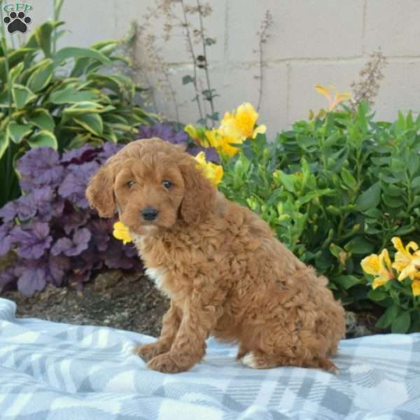 Parker, Cavapoo Puppy