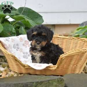 Parker, Mini Bernedoodle Puppy