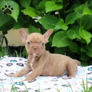Parker, French Bulldog Puppy