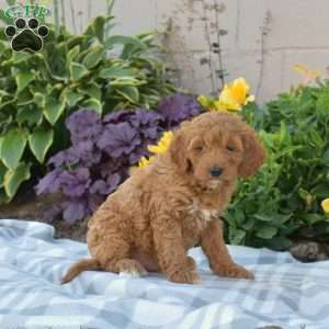 Parker, Cavapoo Puppy
