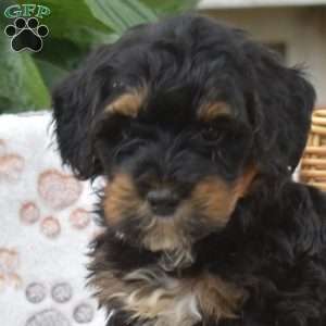 Parker, Mini Bernedoodle Puppy