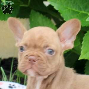 Parker, French Bulldog Puppy