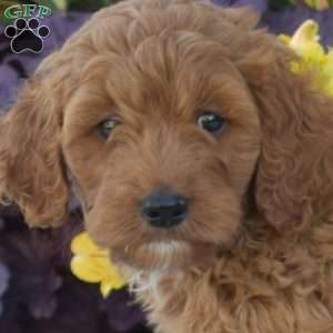 Parker, Cavapoo Puppy