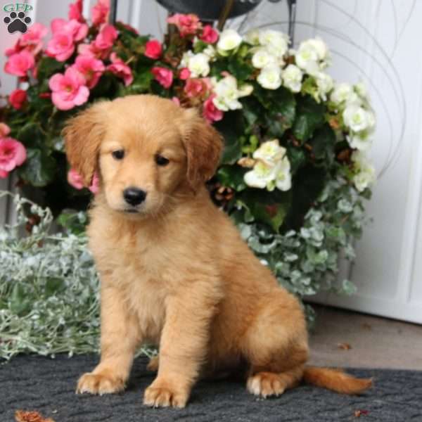 Parker, Golden Retriever Puppy