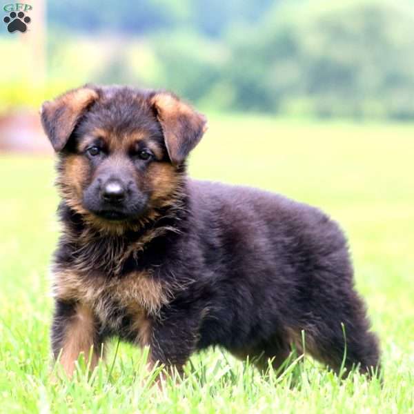 Parker, German Shepherd Puppy