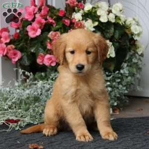 Parker, Golden Retriever Puppy