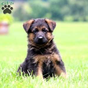 Parker, German Shepherd Puppy