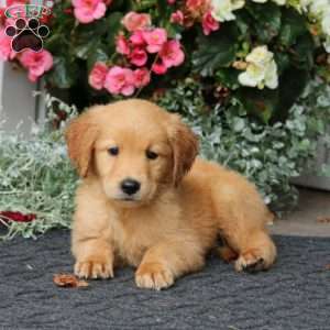 Parker, Golden Retriever Puppy