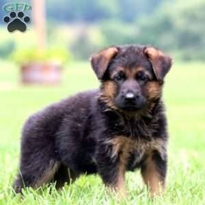 Parker, German Shepherd Puppy