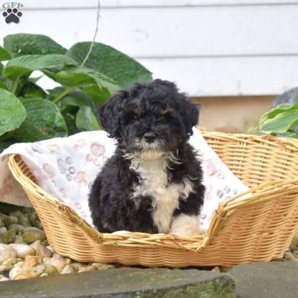 Patch, Mini Bernedoodle Puppy