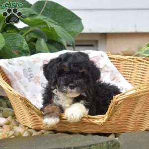 Patch, Mini Bernedoodle Puppy