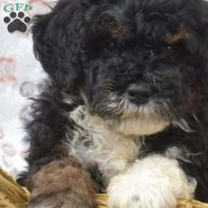 Patch, Mini Bernedoodle Puppy