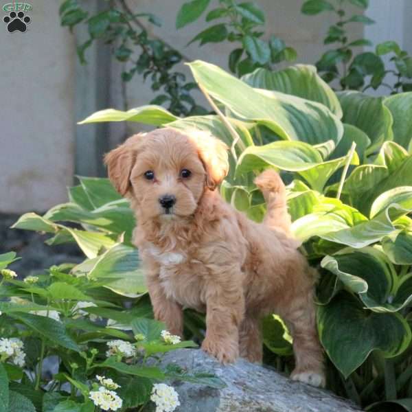 Patches, Maltipoo Puppy
