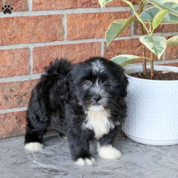 Patches, Havanese Puppy
