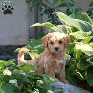 Patches, Maltipoo Puppy