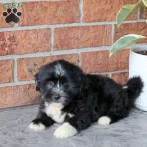 Patches, Havanese Puppy