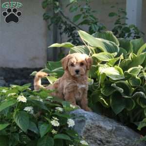 Patches, Maltipoo Puppy